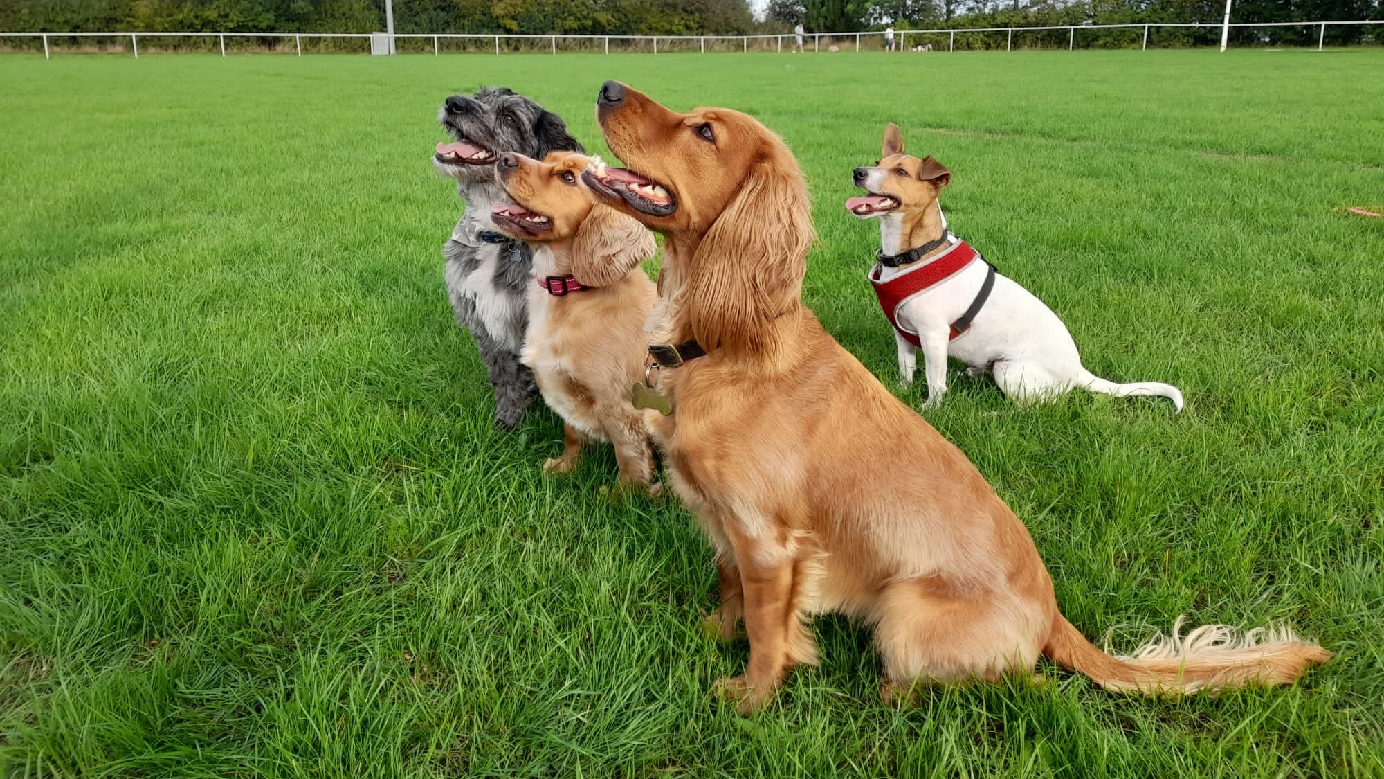 Dog Training