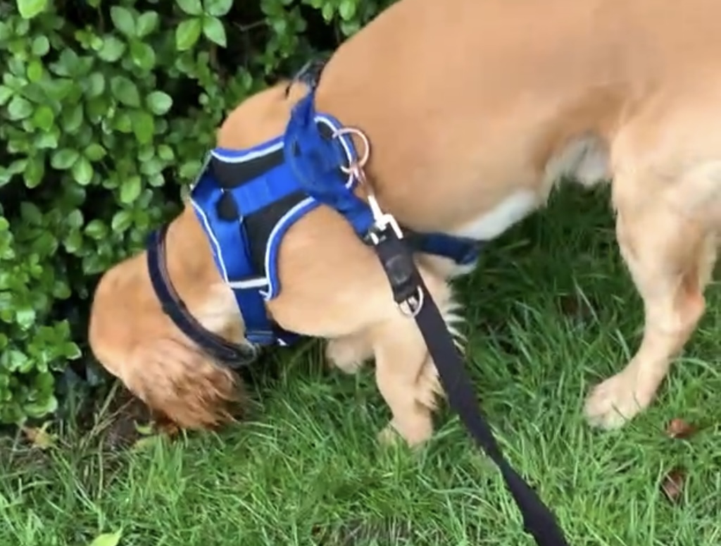 Dog sniffing, taking in information