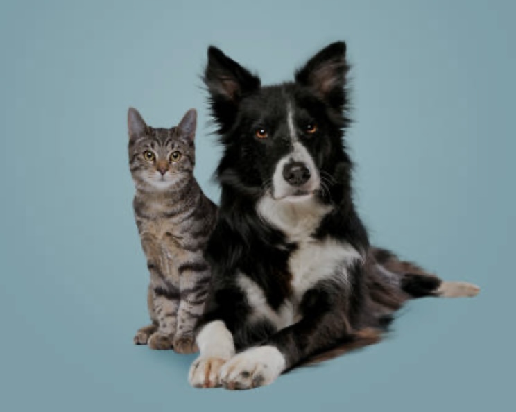criminal offense to abduct dog and cat august 20204