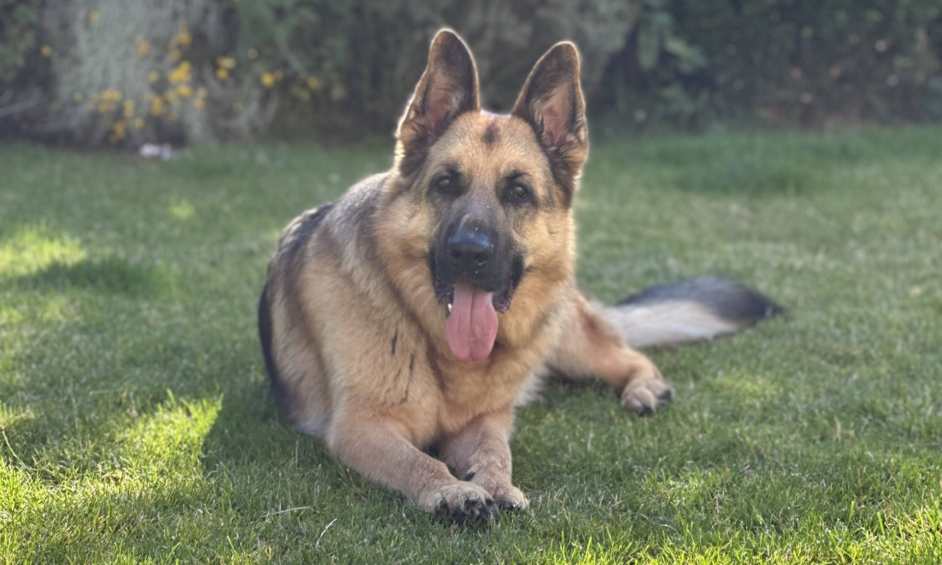 Dog Behaviour