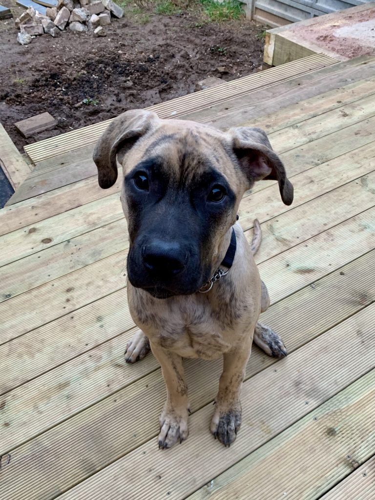 Cane Corso puppy