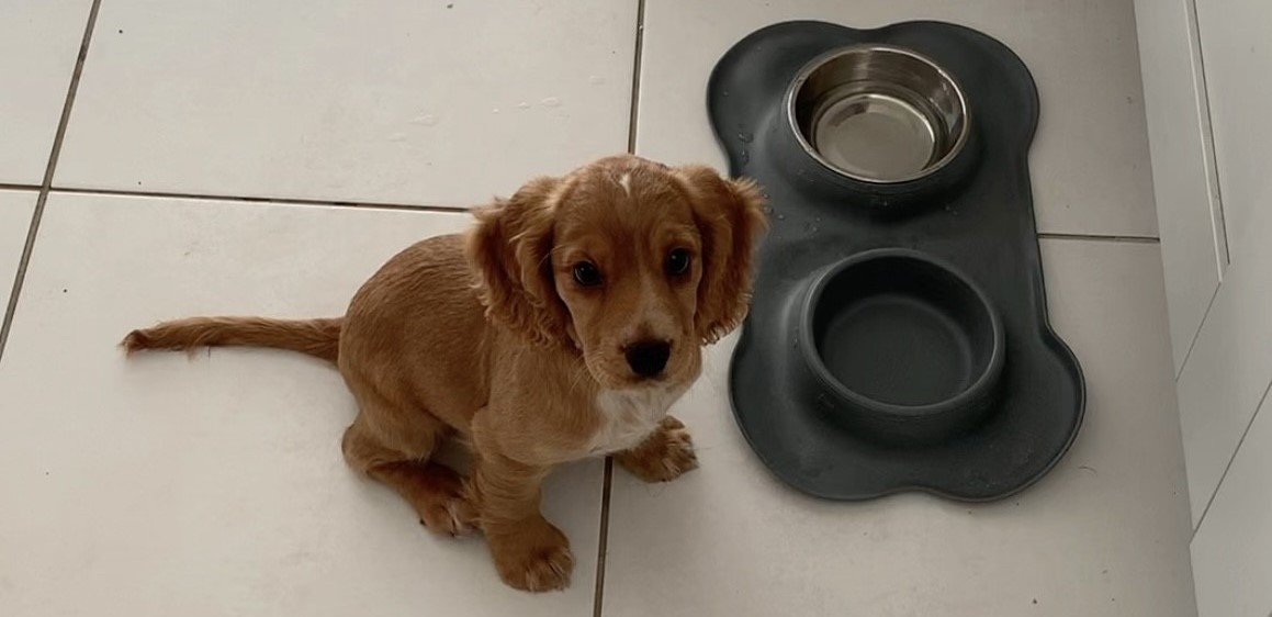 Puppy Training